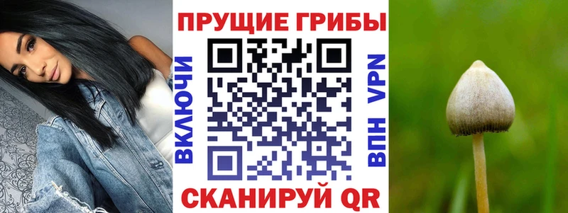 Купить  Сорск  Псилоцибиновые грибы Cubensis 